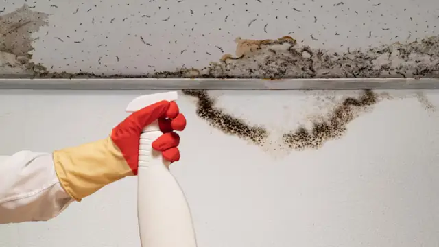 Gloved hand holding a spray bottle beside dark mold growth along a ceiling edge