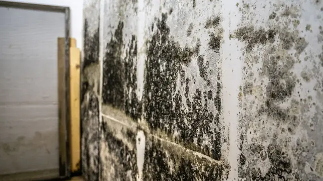 Dark mold growth spread across a masonry basement wall